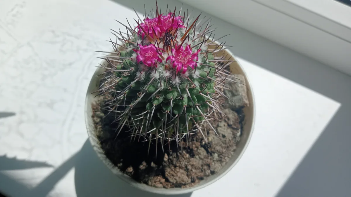 Кактус Cactus Met Gekleurde Boog In Showbox Your 5.5/25