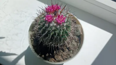 Кактус Cactus Met Gekleurde Boog In Showbox Your 5.5/25